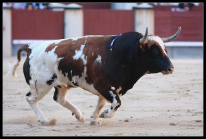 Berrendo en castaño