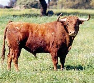 Color del pelo colorado fuerte que tira a negro, desigual de tono; es decir, como si se hubiera teñido dos veces, y generalmente con cabeza, cuello y extremidades más oscuros que el resto del cuerpo. De pinta colorada oscura, parecido a la madera de caoba.