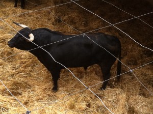 Negro listón de la ganadería de Torrealta que se lidiará el domingo 7