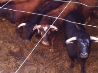 Toros de Alcurrucén para la Plaza de toros de Pontevedra 2011