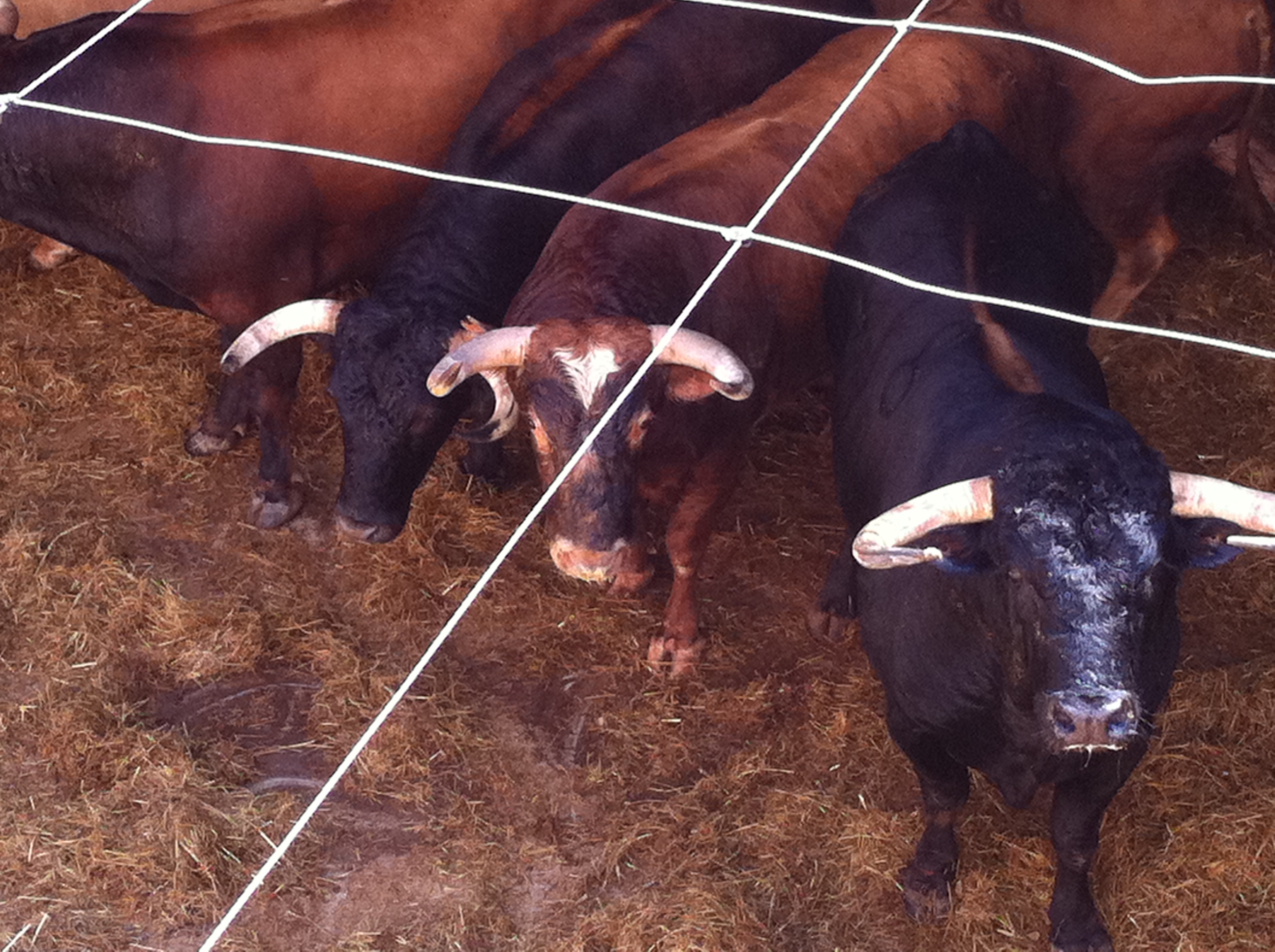 Toros de Alcurrucén para la Plaza de toros de Pontevedra 2011