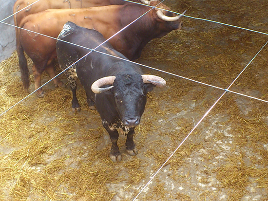 Toro de Alcurrucén para la plaza de toros de pontevedra