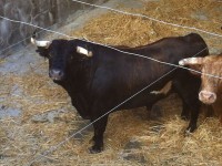 Toros de Alcurrucén para la plaza de toros de pontevedra