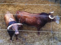 Toros del Cortijillo para la plaza de toros de pontevedra