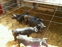 toros de Victorino Martín para la plaza de toros de Pontevedra