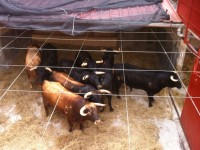 toros de Alcurrucén