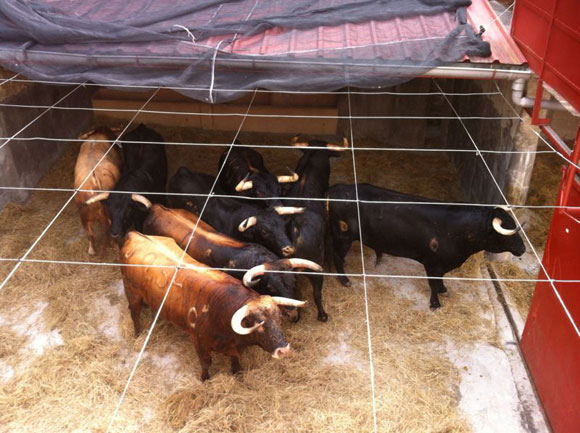 toros de Alcurrucén