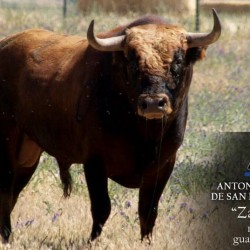 TORO ANTONIO PÉREZ D SAN FERNANDO MADERAL(ZAMORA) 21 JULIO