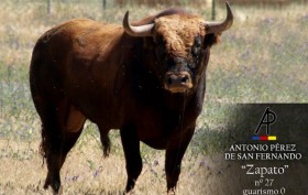 TORO ANTONIO PÉREZ D SAN FERNANDO MADERAL(ZAMORA) 21 JULIO