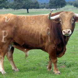 Toro de la ganadería de Alcurrucén