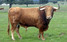 Toro de la ganadería de Alcurrucén