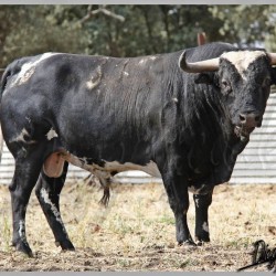 Toro de la Ganadería de Barcial