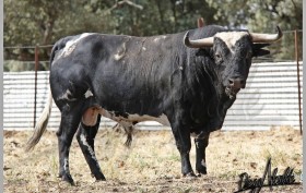 Toro de la Ganadería de Barcial