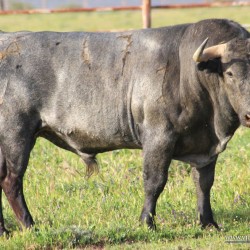 Toro de la la ganadería de Victorino Martín Andrés