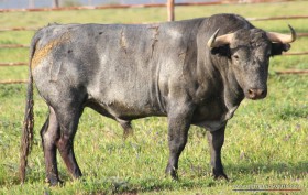 Toro de la la ganadería de Victorino Martín Andrés