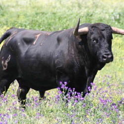 Toro de Celestino Cuadri