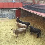 toros para feria Peregrina 2016 13 de agosto