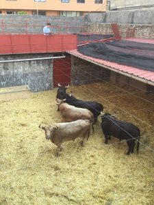 toros para feria Peregrina 2016 13 de agosto