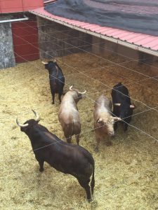 toros para feria Peregrina 2016 13 de agostotoros para feria Peregrina 2016 13 de agostotoros para feria Peregrina 2016 13 de agostotoros para feria Peregrina 2016 13 de agostotoros para feria Peregrina 2016 13 de agostotoros para feria Peregrina 2016 13 de agosto