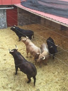 toros para feria Peregrina 2016 13 de agosto