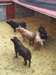 toros para feria Peregrina 2016 13 de agosto