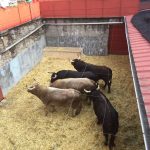 toros para feria Peregrina 2016 13 de agosto