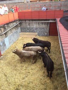 toros para feria Peregrina 2016 13 de agosto