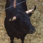 toros para feria Peregrina 2016 13 de agosto