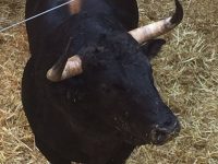 toros para feria Peregrina 2016 13 de agosto