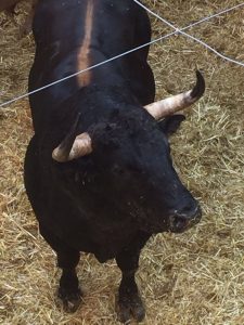 toros para feria Peregrina 2016 13 de agosto