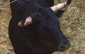 toros para feria Peregrina 2016 13 de agosto