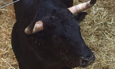 toros para feria Peregrina 2016 13 de agosto